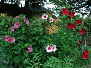 Hibiskus bylinowy (Hibiscus moscheutos) Plum Crazy zdjęcie 5