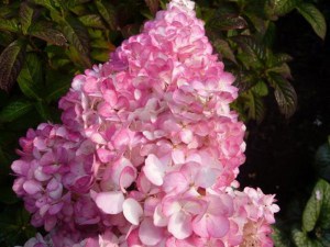 Hortensja Vanille Fraise na pniu, Hortensja Renhy c3 zdjęcie 3