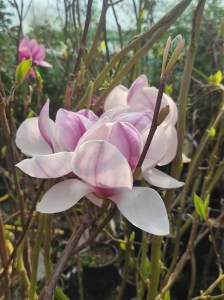 Magnolia pośrednia (Magnolia soulangeana) Superba zdjęcie sadzonki