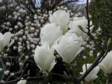 Magnolia pośrednia (Magnolia soulangeana) Lennei Alba zdjęcie 3