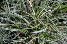 Trawa turzyca stożkowata (Carex conica) Snowline sadzonka zdjęcie 3