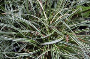 Trawa turzyca stożkowata (Carex conica) Snowline sadzonka zdjęcie 3