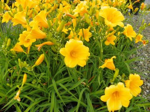 Liliowiec (Hemerocallis) Stella D'oro c3 zdjęcie 4