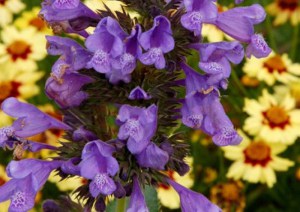 Kocimiętka (Nepeta racemosa) Blue Dragon sadzonka zdjęcie 3