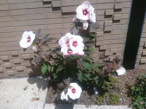 Hibiskus bylinowy (Hibiscus moscheutos) Kopper King zdjęcie 3