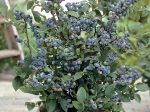 Borówka amerykańska Bluecrop foto 3