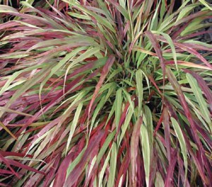 Trawa bambusowa (Hakonechloa) Beni Kaze zdjęcie 4