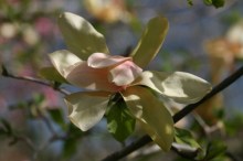 Magnolia Flamingo c3 zdjęcie 4