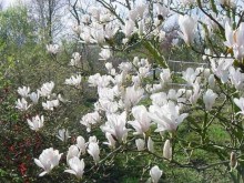 Magnolia pośrednia (Magnolia soulangeana) Superba zdjęcie 4