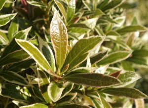 Pieris japoński (Pieris japonica) Little Heath c1 zdjęcie 4