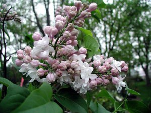 Bez - lilak pospolity (Syringa) Krasawica Moskwy zdjęcie 3