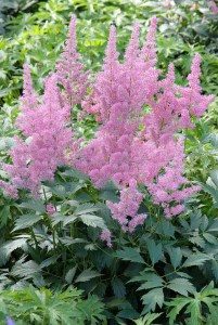 Tawułka japońska (Astilbe japonica) Mainz c2 zdjęcie 3