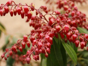 Pieris japoński (Pieris japonica) Valley Valentine czerwony zdjęcie 4