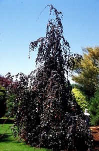 Buk pospolity (Fagus sylvatica) Purple Fountain c4 zdjęcie 4