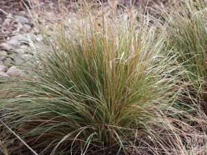 Trzcinnik ostrokwiatowy (Calamagrostis acutiflora) Overdam c1 zdjęcie 4