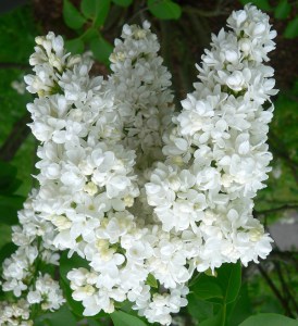 Bez - lilak pospolity (Syringa) Miss Ellen Willmott zdjęcie 4