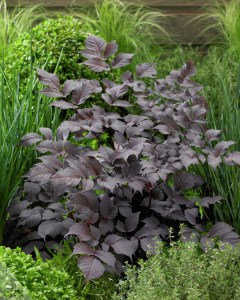 Tawułka pojedynczolistna (Astilbe simplicifolia) Chocolate Shogun c1 zdjęcie 4