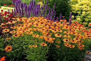 Jeżówka purpurowa (Echinacea) Big Kahuna zdjęcie 3