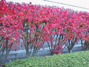 Trzmielina oskrzydlona (Euonymus alatus) Compactus c3 zdjęcie 4