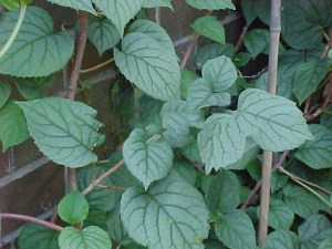 Przywarka japońska (Schizophragma) Moonlight  - pnącze do cienia zdjęcie 3