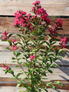Lagerstremia indyjska (Lagerostroemia indica) Petite Red c5 zdjęcie 3