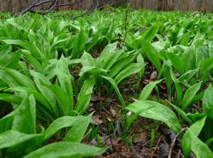 Czosnek niedźwiedzi (Allium ursinum) sadzonka zdjęcie 4