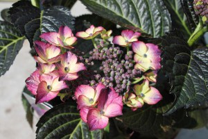 Hortensja ogrodowa (Hydrangea) Dark Angel zdjęcie 3