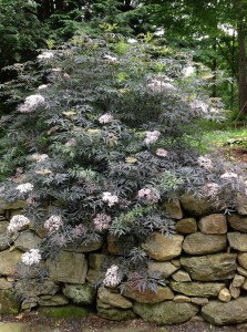 Bez czarny (Sambucus nigra) Black Lace c2 zdjęcie 4