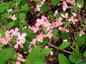 Kalina japońska (Viburnum plicatum) Molly Schroeder c5 zdjęcie 4
