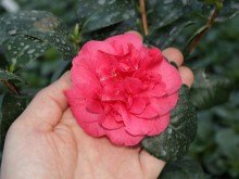 Kamelia japońska (Camellia japonica) Lady Campbell zdjęcie 4