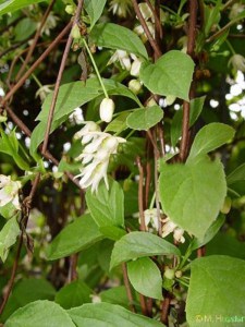 Cytryniec chiński (Schisandra chinensis) Sadova Nr 1 zdjęcie 4