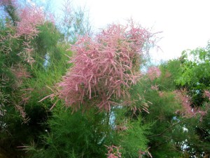 Tamaryszek rozgałęziony (Tamarix ramosissima) Rubra c2 zdjęcie 1
