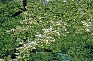 Buk pospolity (Fagus sylvatica) Albovariegata c3 zdjęcie 4