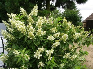 Hortensja bukietowa (Hydrangea) Great Star syn. Le Wasterival c2 zdjęcie 4