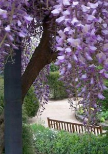 Glicynia kwiecista (Wisteria floribunda) Ludwik Lawin zdjęcie 3