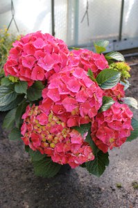 Hortensja ogrodowa (Hydrangea) Glowing Embers c2 zdjęcie 4