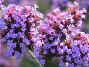 Werbena patagońska (Verbena bonariensis) zdjęcie 3