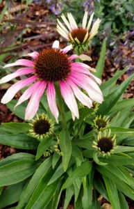 Jeżówka purpurowa (Echinacea) Fountain Pink Eye zdjęcie 4