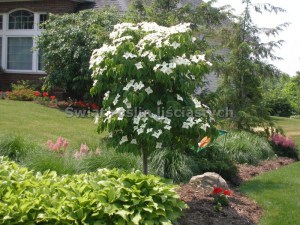 Dereń kousa (Cornus kousa) Big Apple c5 zdjęcie 2