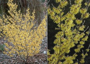 Oczar pośredni (Hamamelis intermedia) Arnold Promise c4 zdjęcie 4