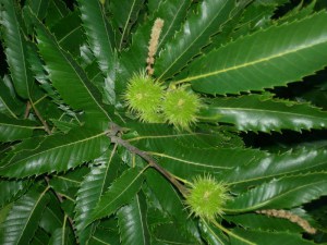 Kasztan jadalny (Castanea sativa) c2 zdjęcie 5