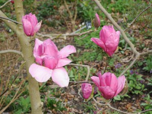 Magnolia Ian's Red c5 zdjęcie 3