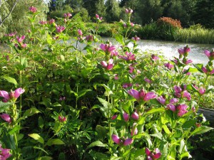 Żółwik ukośny (Chelone obliqua) różowy zdjęcie 3