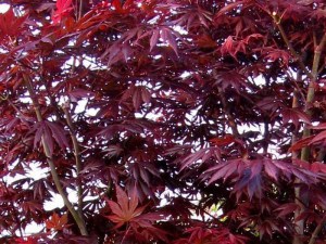 Klon palmowy (Acer palmatum) Trompenburg c3 zdjęcie 4