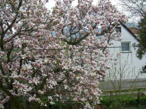 Magnolia pośrednia (Magnolia soulangeana) Amabilis zdj 3
