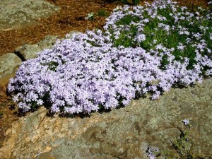 Floks, płomyk szydlasty (Phlox subulata) Bavaria zdjęcie 3