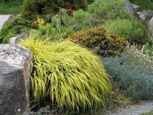 Trawa bambusowa (Hakonechloa) Aureola zdjęcie 3