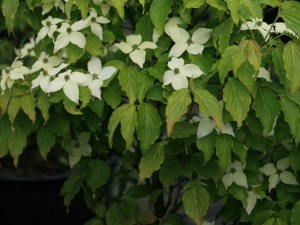 Dereń kousa (Cornus kousa) Nicole c5  zdjęcie 4