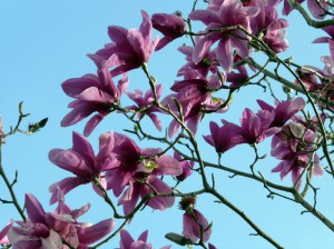 Magnolia Apollo c3 zdjęcie 4