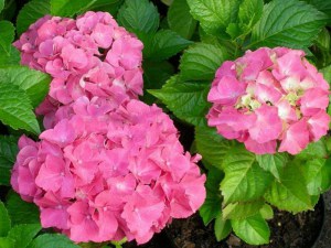 Hortensja ogrodowa (Hydrangea macrophylla) Masja zdjęcie 4